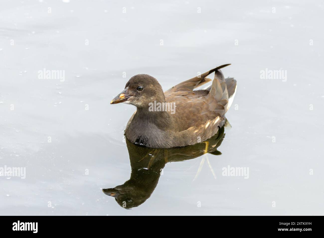 Moorhen (Gallinula chloropus) à Stephen's Green, Dublin, Irlande – on le trouve couramment dans les zones humides d'Europe, d'Asie et d'Afrique Banque D'Images