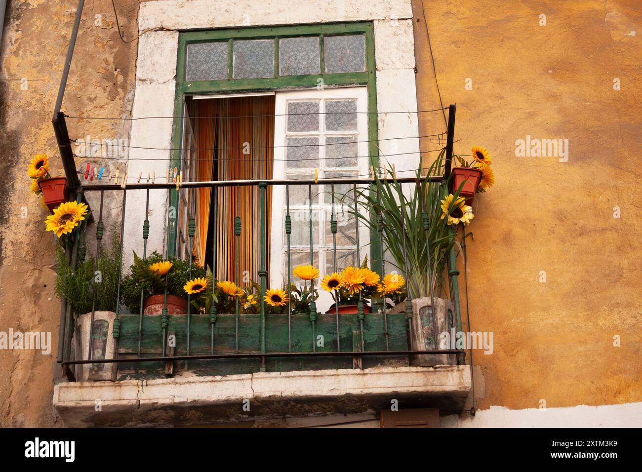 Tournesols sur un balcon dans la vieille ville de Lisbonne au Portugal en Europe Banque D'Images