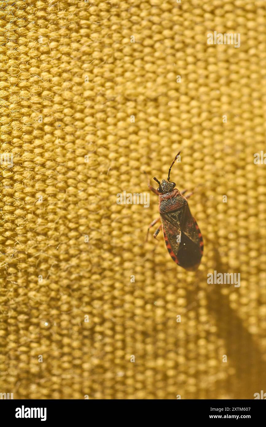 Gros plan d'un Arocatus melanocephalus reposant sur une surface texturée passant du jaune au blanc soulignant son motif distinctif et vibra Banque D'Images