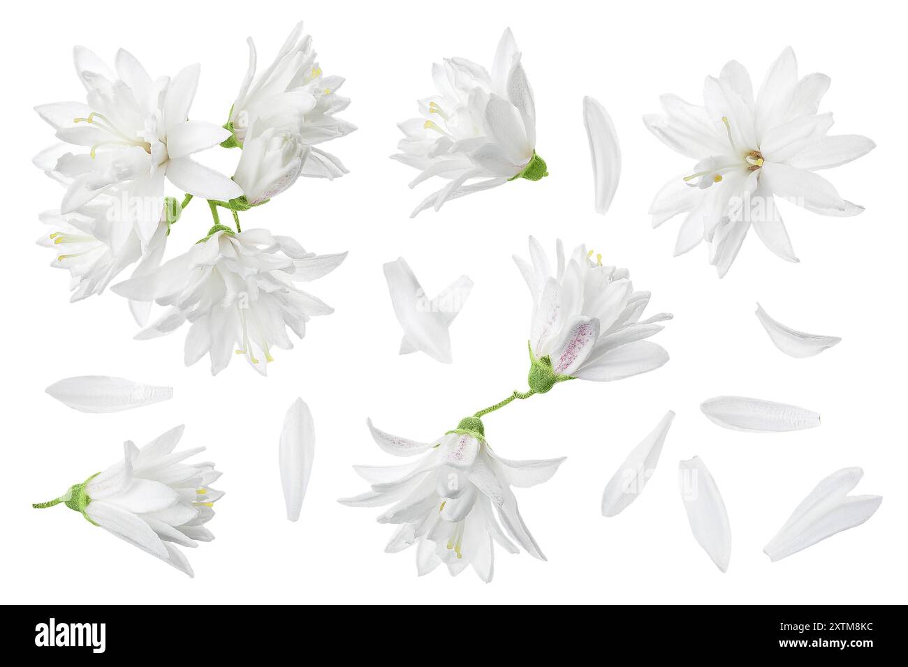 fleurs de deutzia isolées sur un fond blanc Banque D'Images