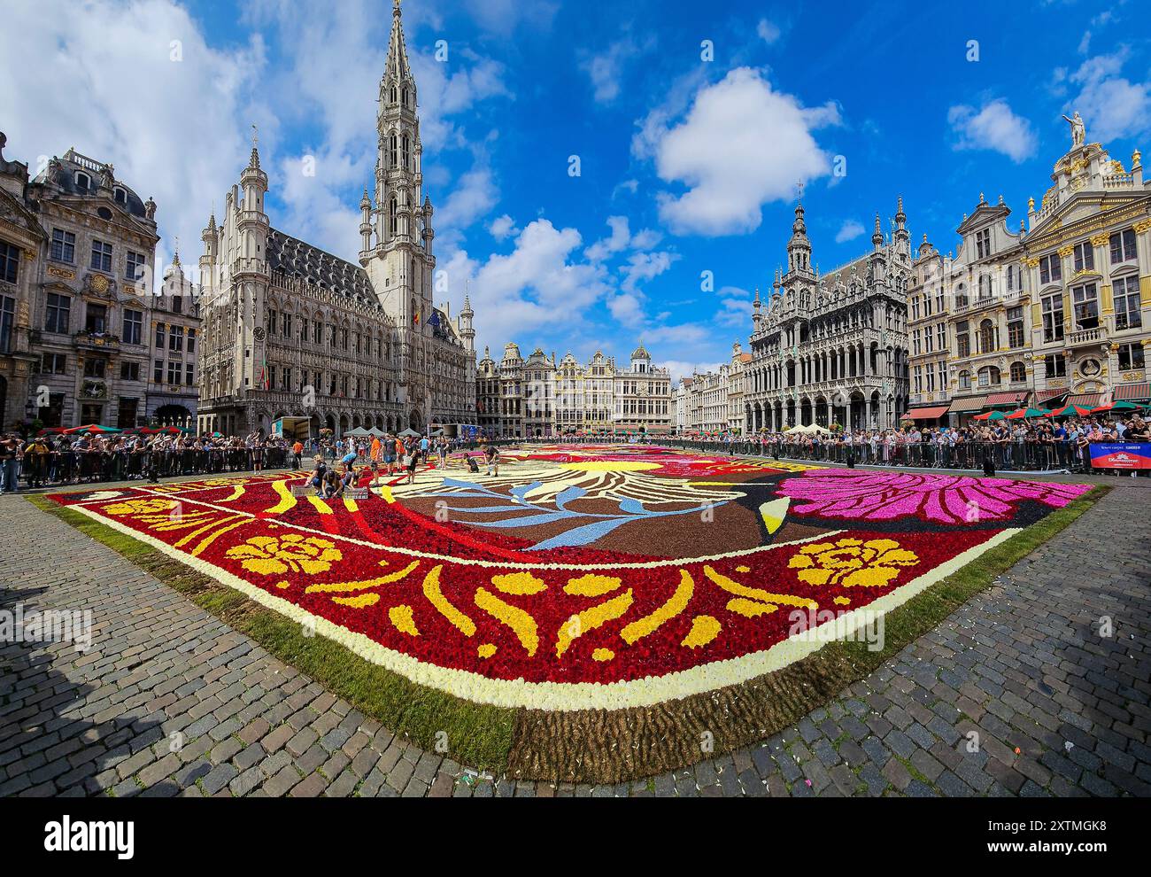 Tapis de fleurs de Bruxelles 2024 panorama de la Grand place avec des gens arrangeant les dernières fleurs de dahlia, Belgique. Banque D'Images