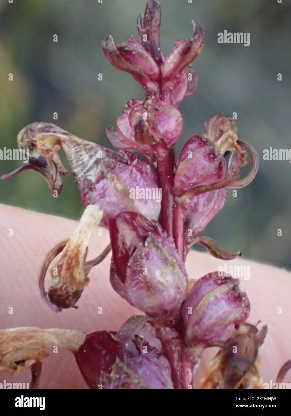 L'armoise à tête d'éléphant (Pedicularis groenlandica) Plantae Banque D'Images