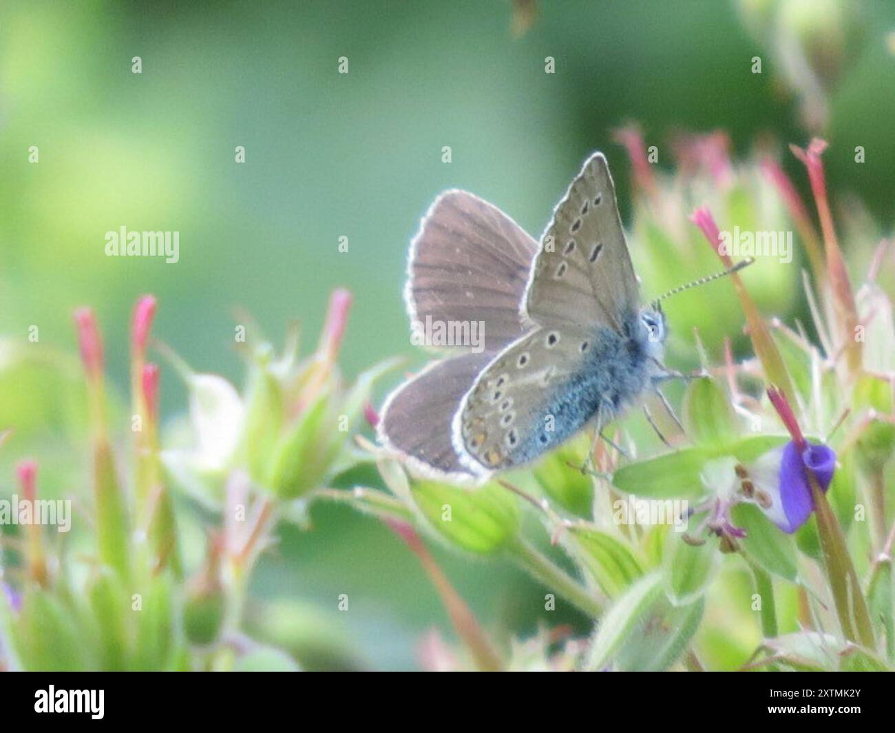 Geranium Argus (Eumedonia eumedon) Insecta Banque D'Images