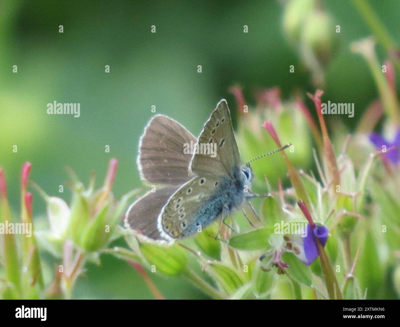 Geranium Argus (Eumedonia eumedon) Insecta Banque D'Images