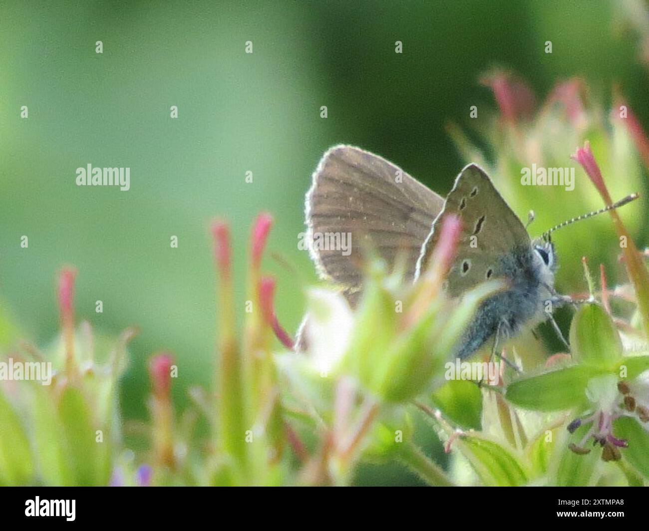 Geranium Argus (Eumedonia eumedon) Insecta Banque D'Images