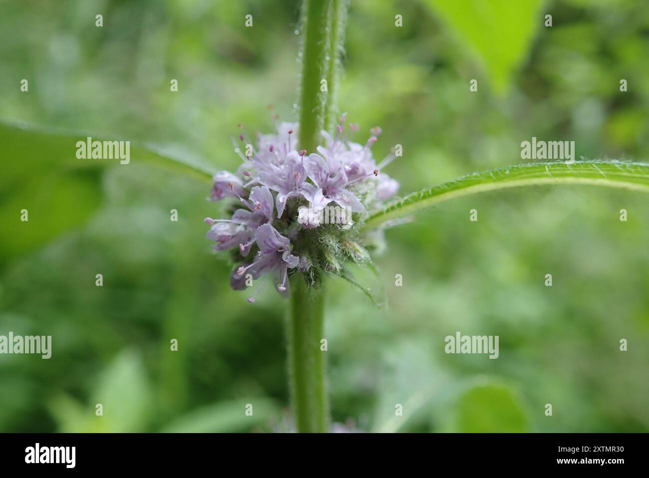 Menthe du Canada (Mentha canadensis) Plantae Banque D'Images