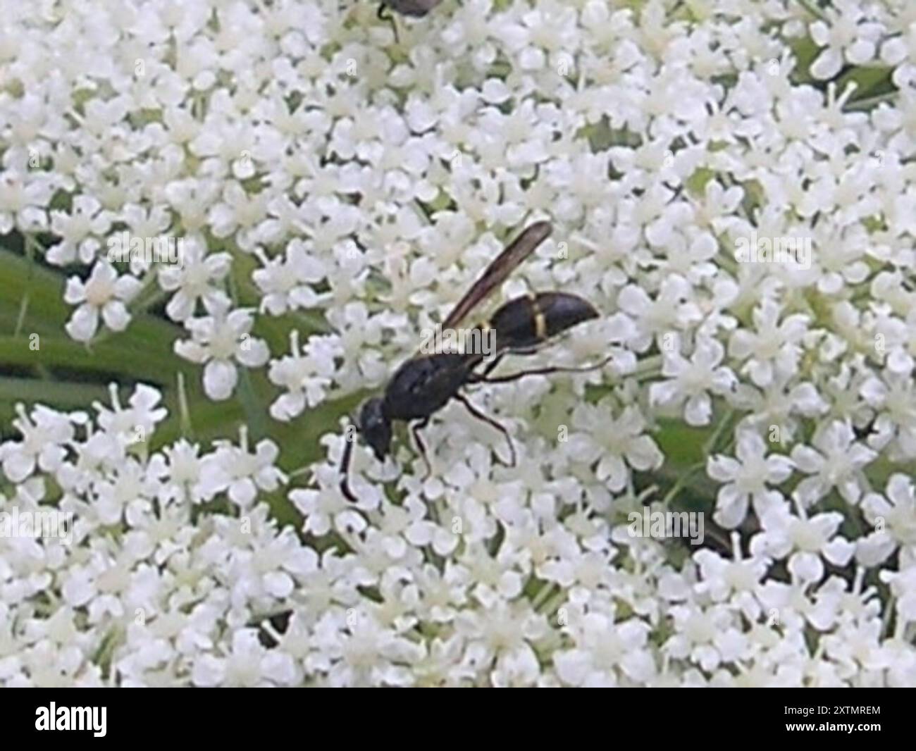 Symmorphus bifasciatus Banque de photographies et d’images à haute ...