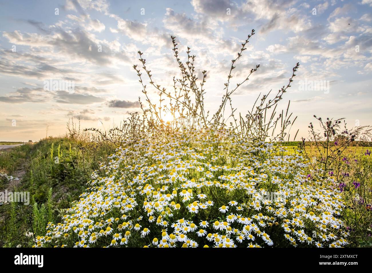 Beau coucher de soleil polonais avec des nuages sur le champ avec une Marguerite commune devant. Banque D'Images