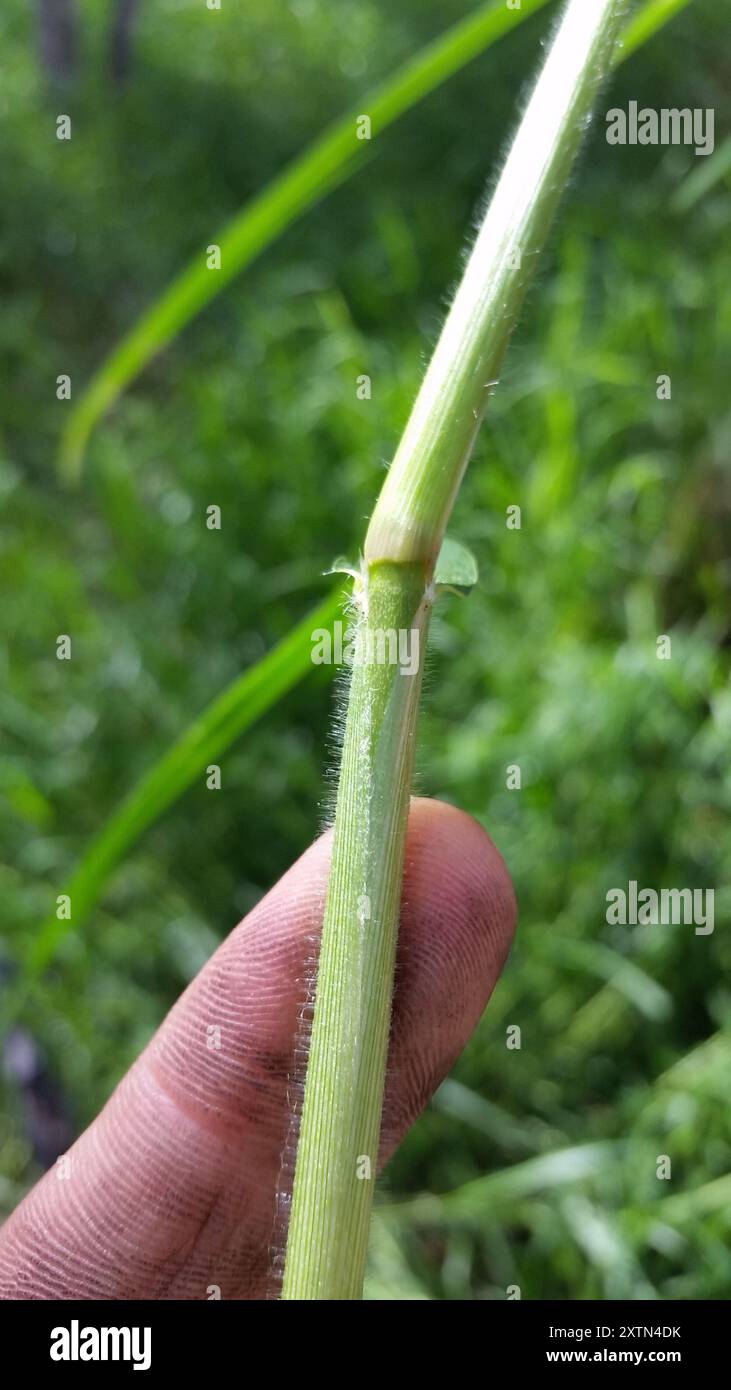 Herbe de Kikuyu (Cenchrus clandestinus) Plantae Banque D'Images