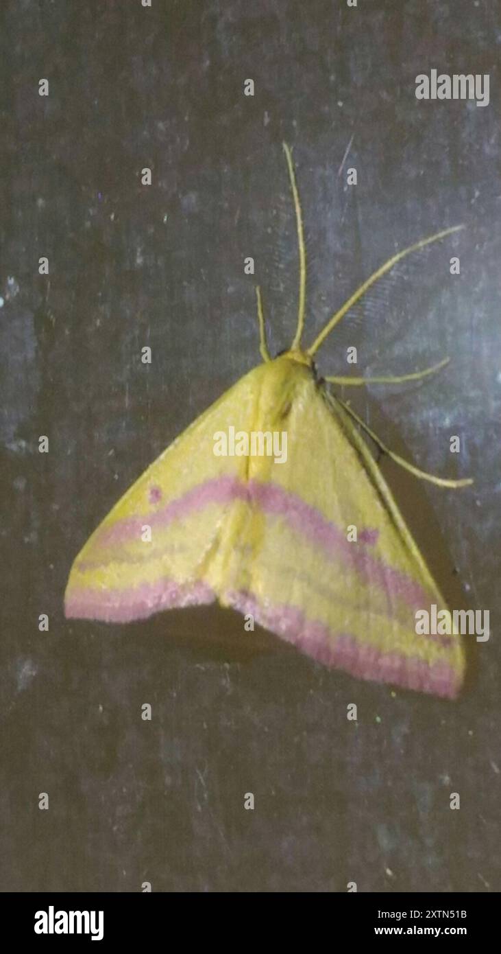 Chiches Geometer Moth (Haematopis grataria) Insecta Banque D'Images