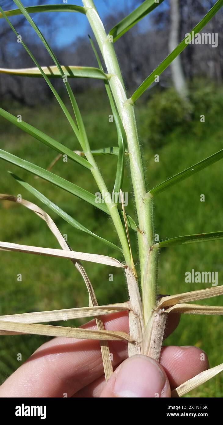 Herbe de Kikuyu (Cenchrus clandestinus) Plantae Banque D'Images