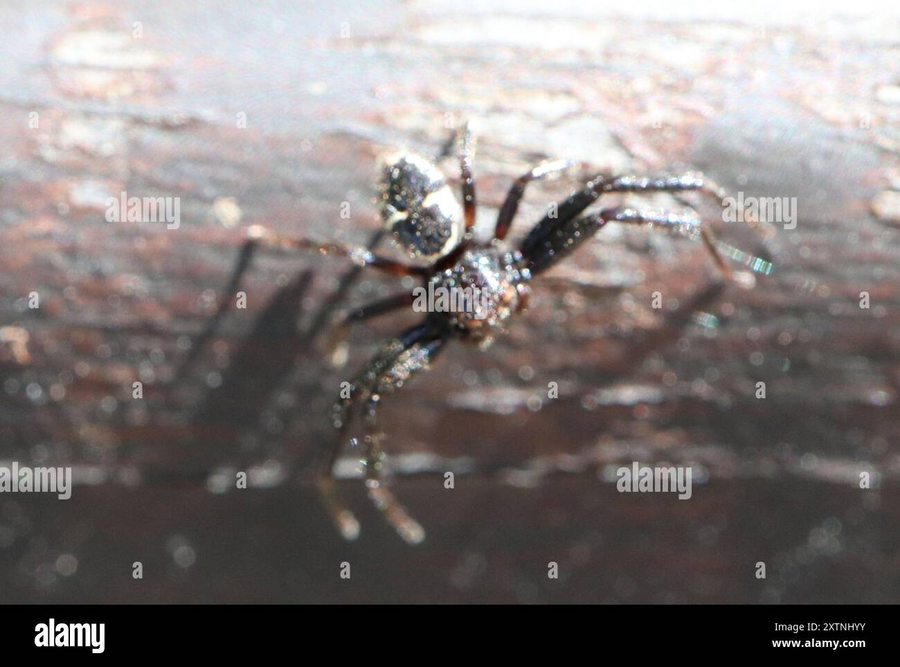 Araignée Napoléon (Synema globosum) Arachnida Banque D'Images