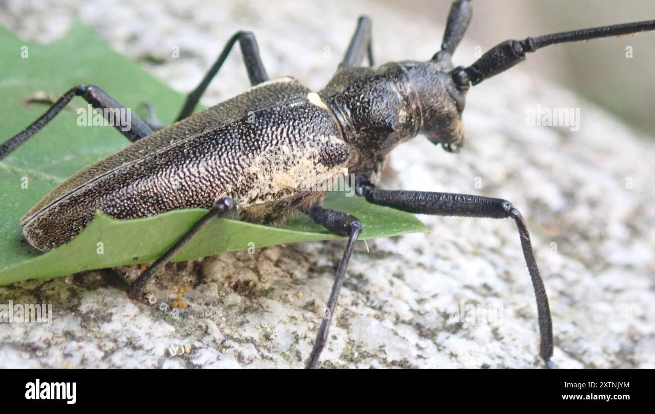 Charpentier Sawyer Beetle (Monochamus sartor) Insecta Banque D'Images