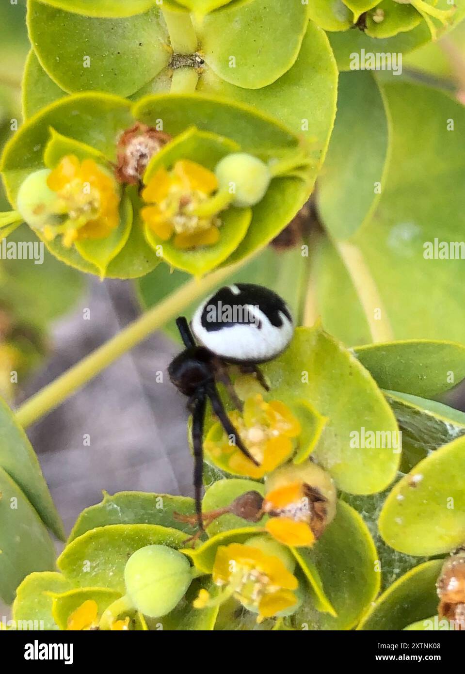 Araignée Napoléon (Synema globosum) Arachnida Banque D'Images