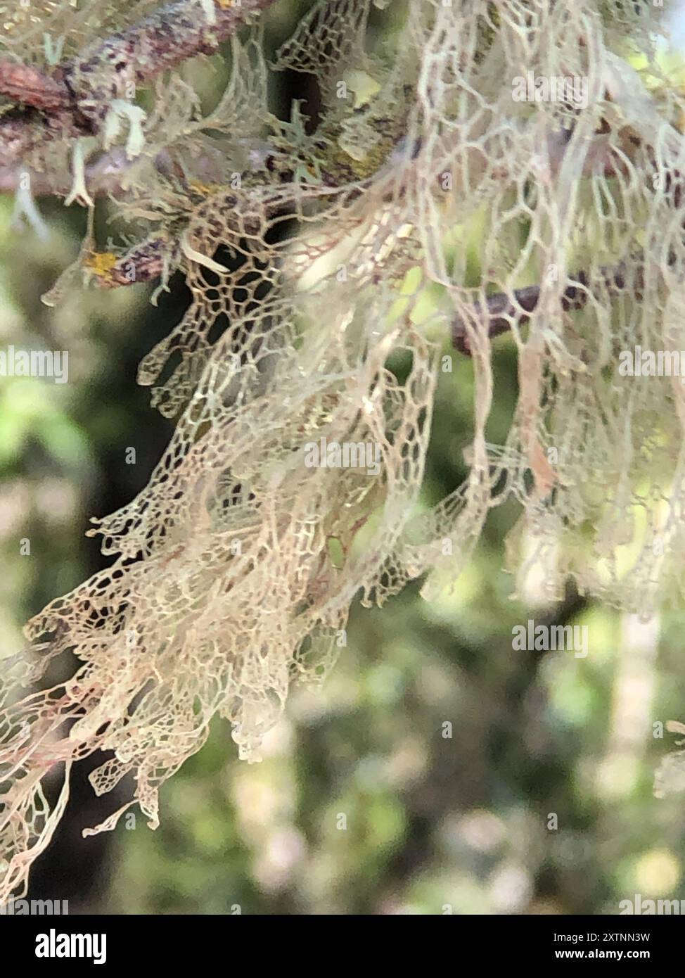 Lichen de dentelle (Ramalina menziesii) champignons Banque D'Images