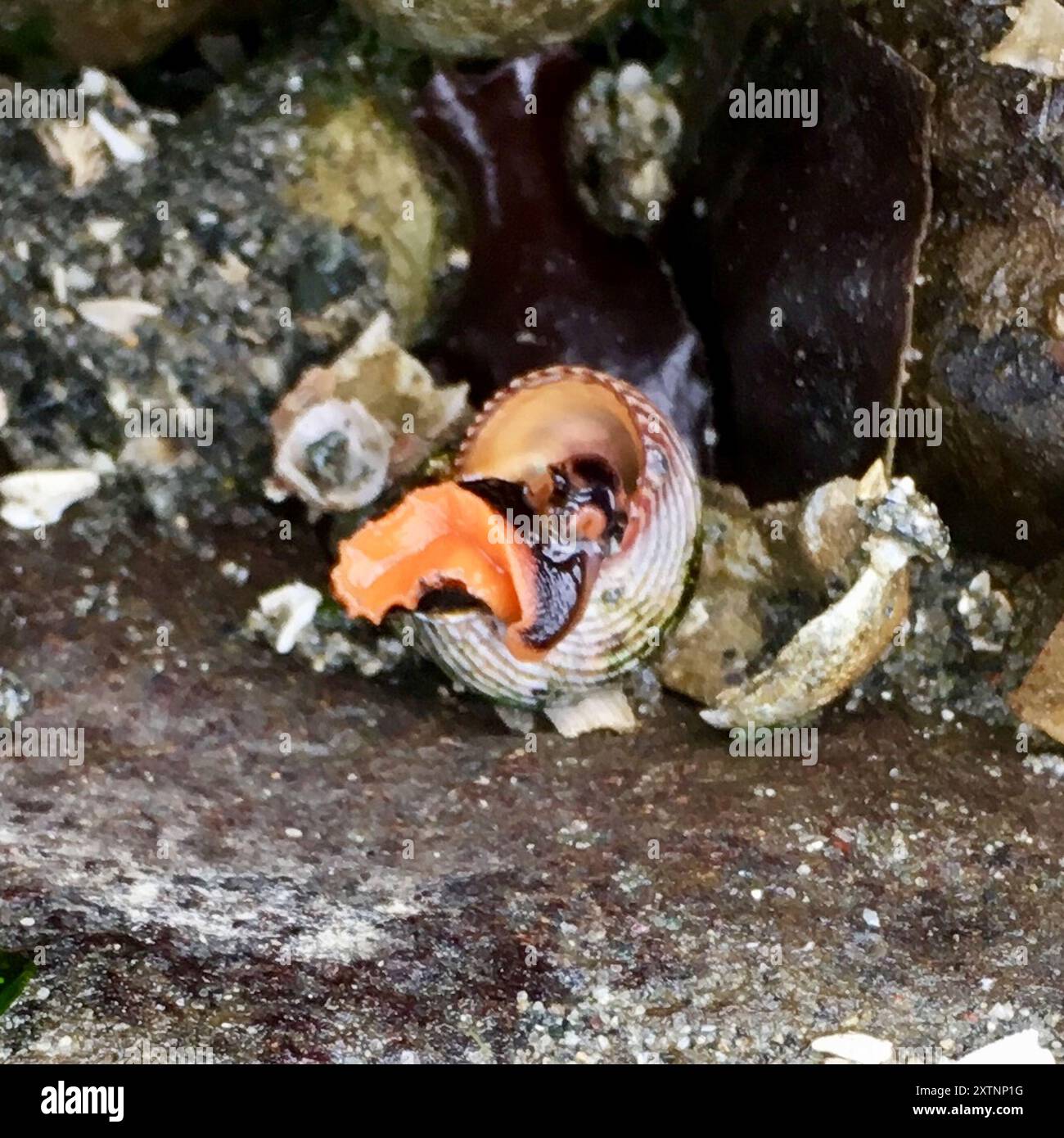 Escargot supérieur à anneaux bleus (Calliostoma ligatum) Mollusca Banque D'Images