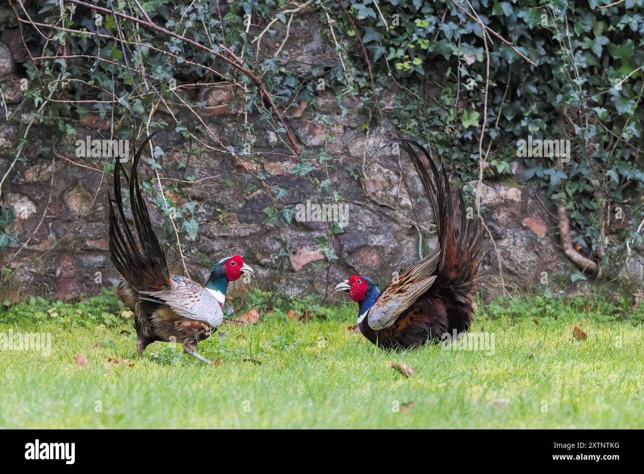 Faisan commun [ Phasianus colchicus ] 2 oiseaux mâles en posture agressive se préparant à combattre Banque D'Images