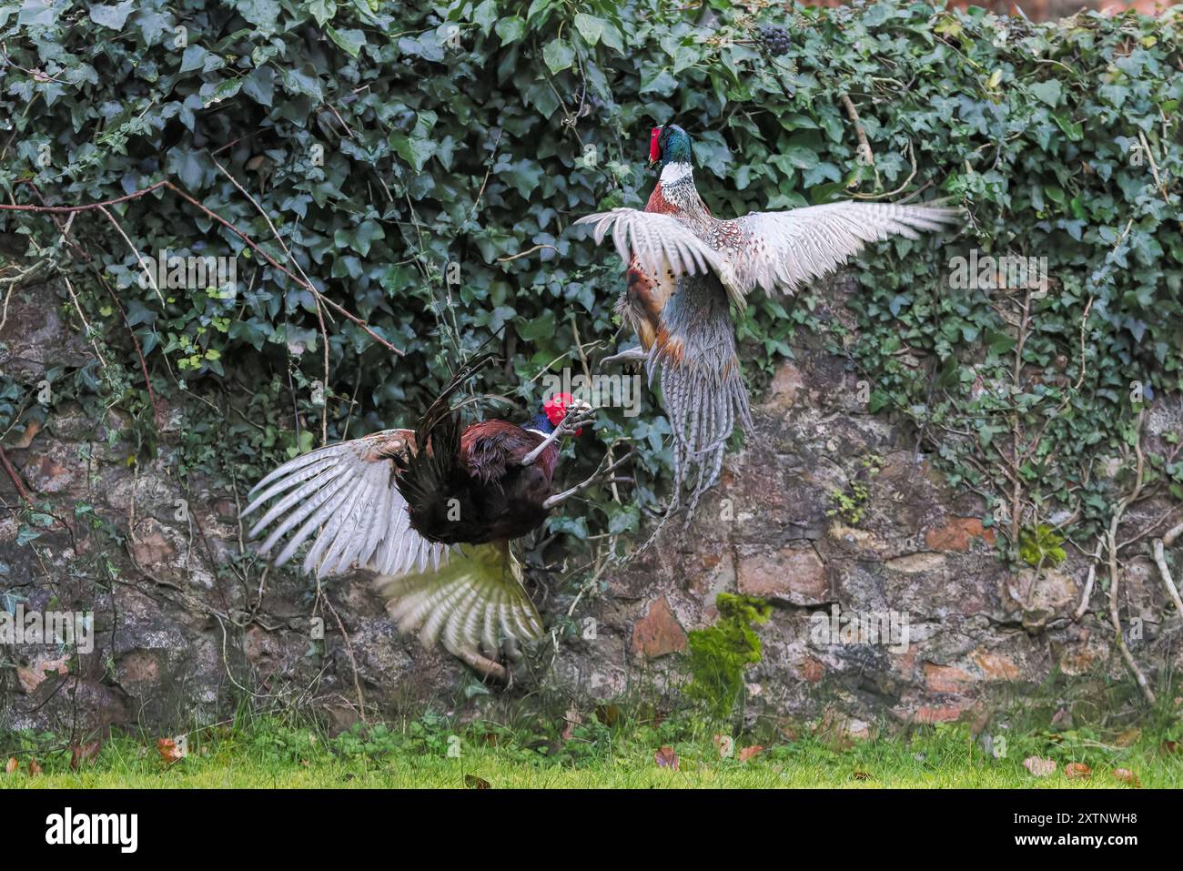Faisan [ Phasianus colchicus ] 2 oiseaux mâles combattant Banque D'Images