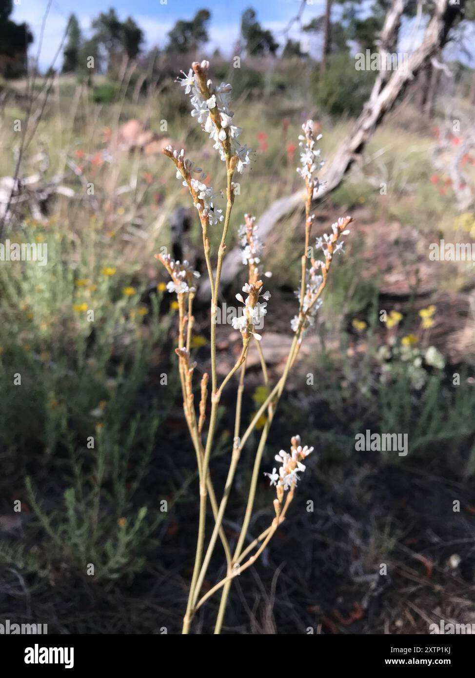 Sarrasin redroot (Eriogonum racemosum) Plantae Banque D'Images