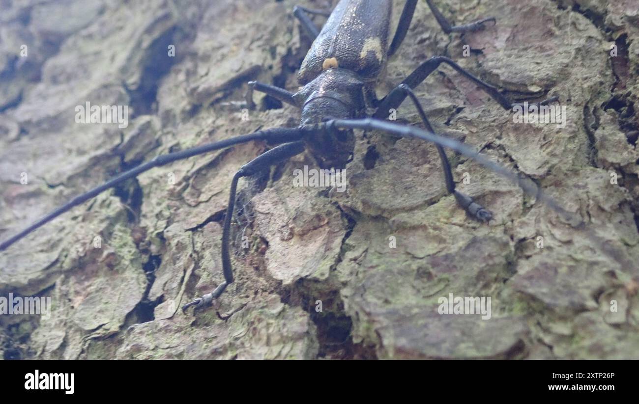 Charpentier Sawyer Beetle (Monochamus sartor) Insecta Banque D'Images