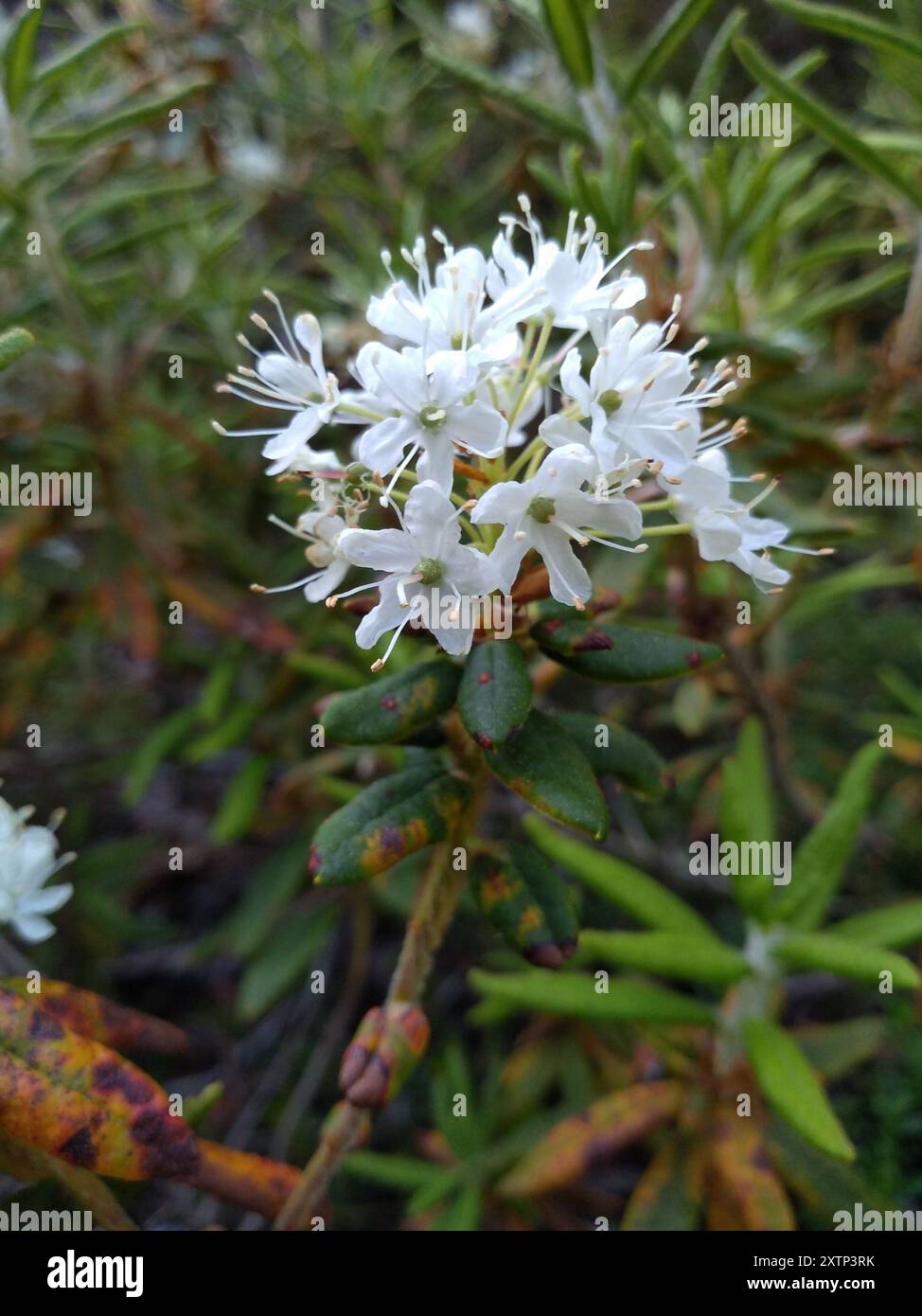 Thé du Labrador (Rhododendron groenlandicum) Plantae Banque D'Images