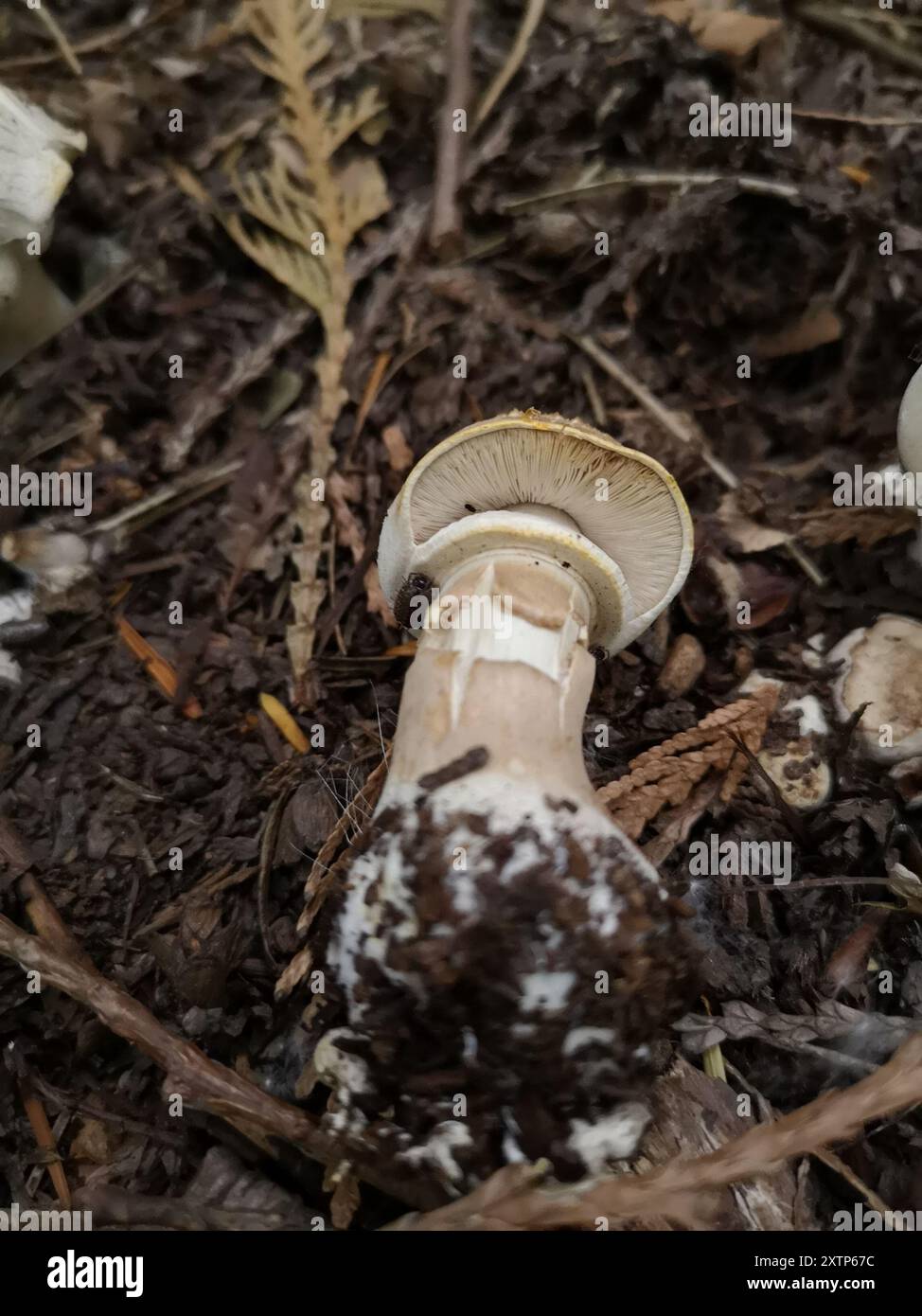 Champignons jaunes (Agaricus xanthodermus) Banque D'Images