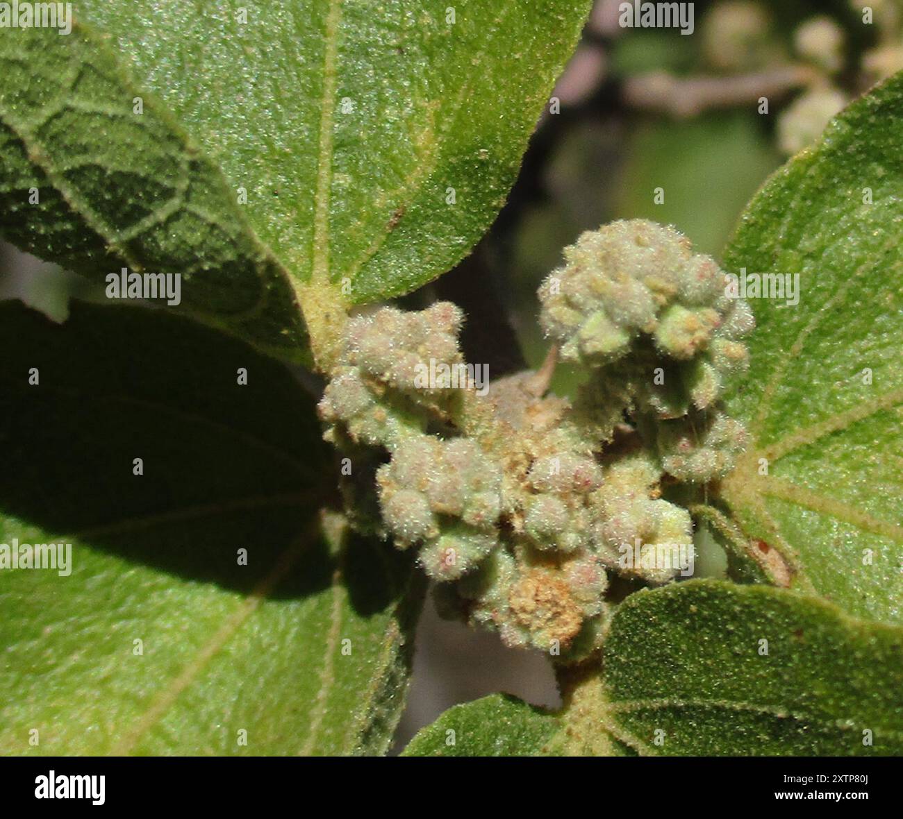 Poire sauvage d'Afrique du Sud (Dombeya rotundifolia) Plantae Banque D'Images