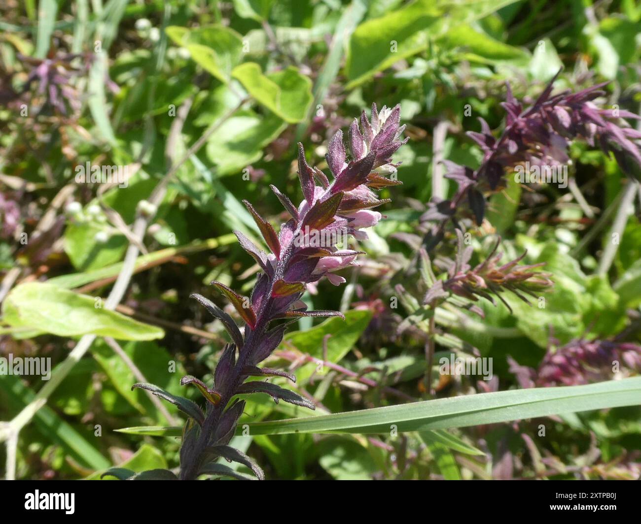 Bartsia rouge (Odontites vernus) Plantae Banque D'Images