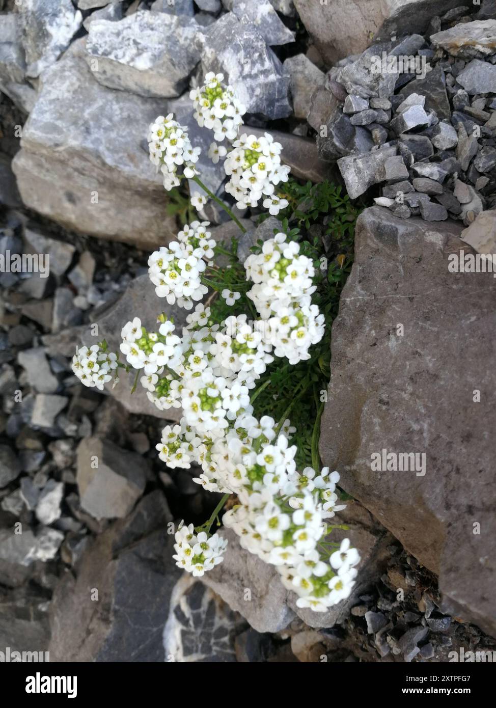 Chamois Cress (Hornungia alpina) Plantae Banque D'Images