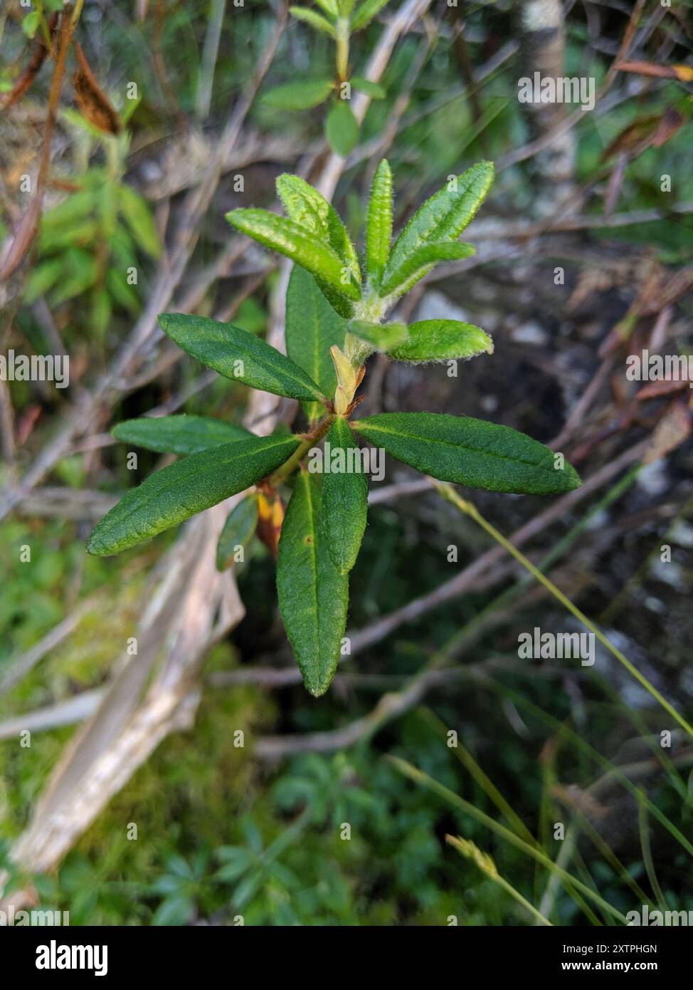 Thé du Labrador (Rhododendron groenlandicum) Plantae Banque D'Images