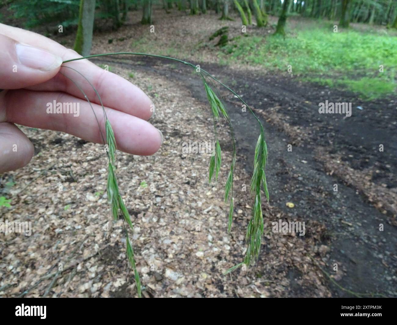 Bromus benekenii (Bromus benekenii) Plantae Banque D'Images