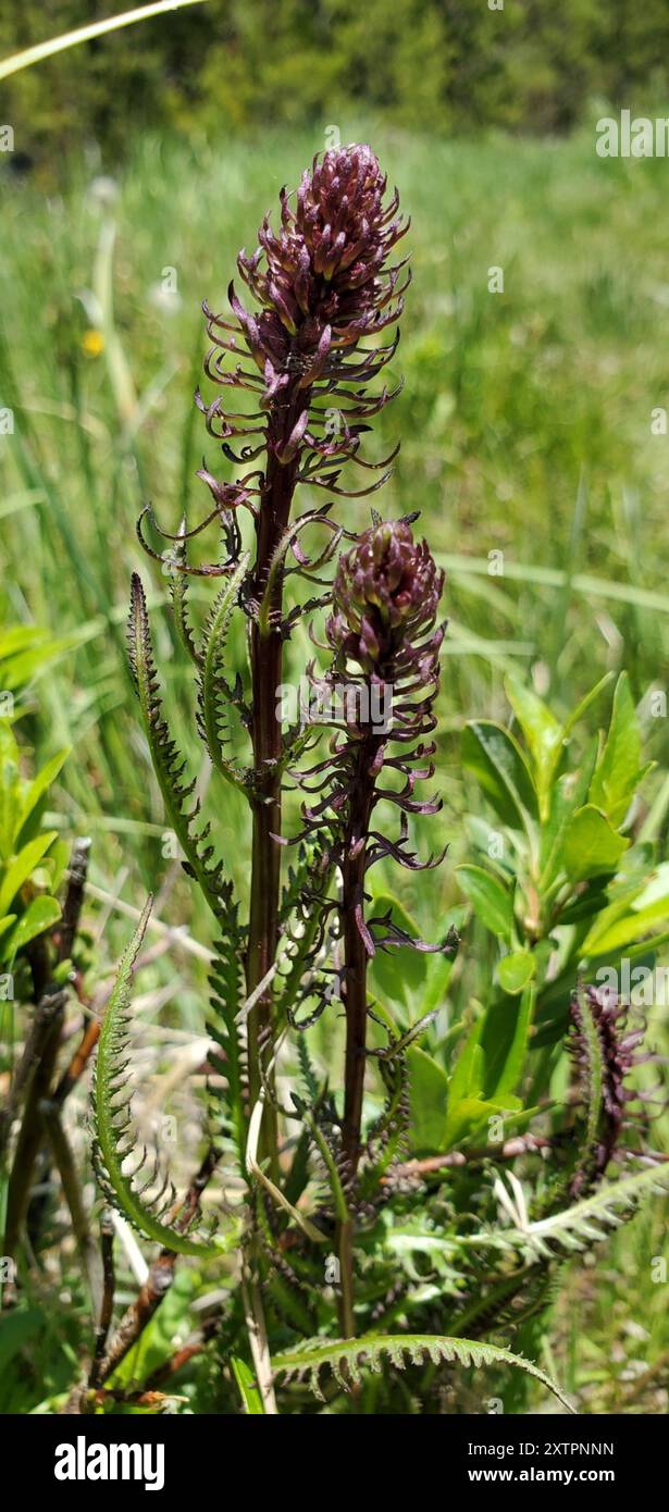 L'armoise à tête d'éléphant (Pedicularis groenlandica) Plantae Banque D'Images