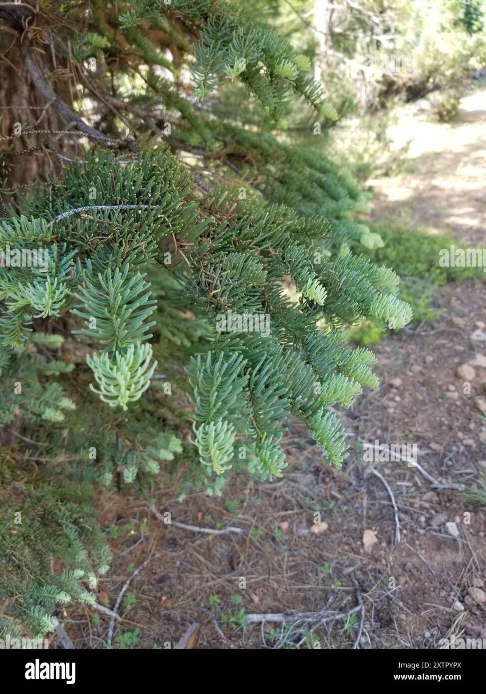 Sapin rouge (Abies magnifica) Plantae Banque D'Images