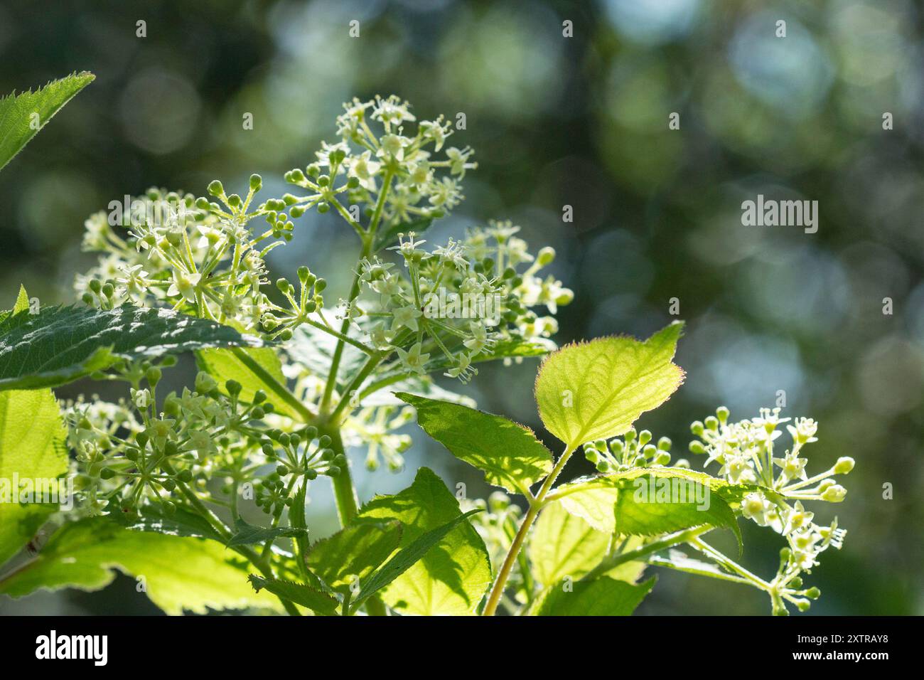 (Aralia bicrenata) Plantae Banque D'Images