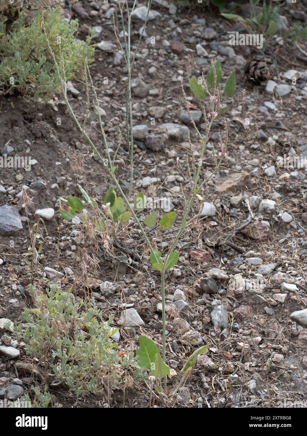 Sarrasin redroot (Eriogonum racemosum) Plantae Banque D'Images