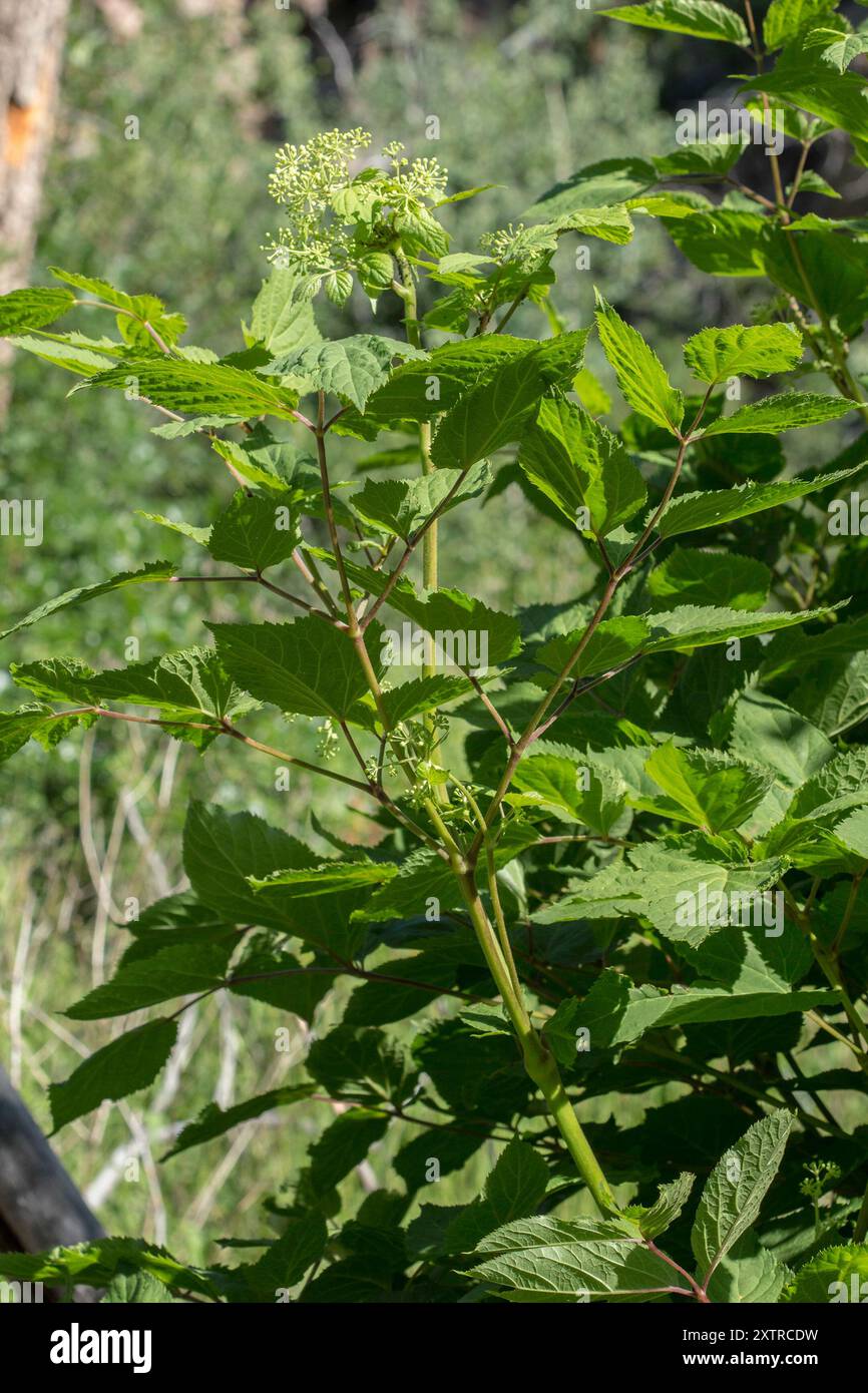 (Aralia bicrenata) Plantae Banque D'Images