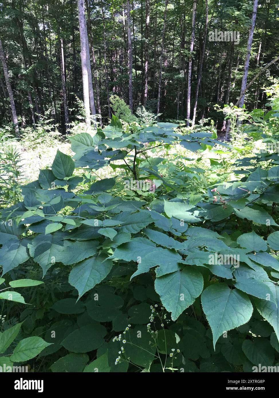 Spikenard américain (Aralia racemosa) Plantae Banque D'Images