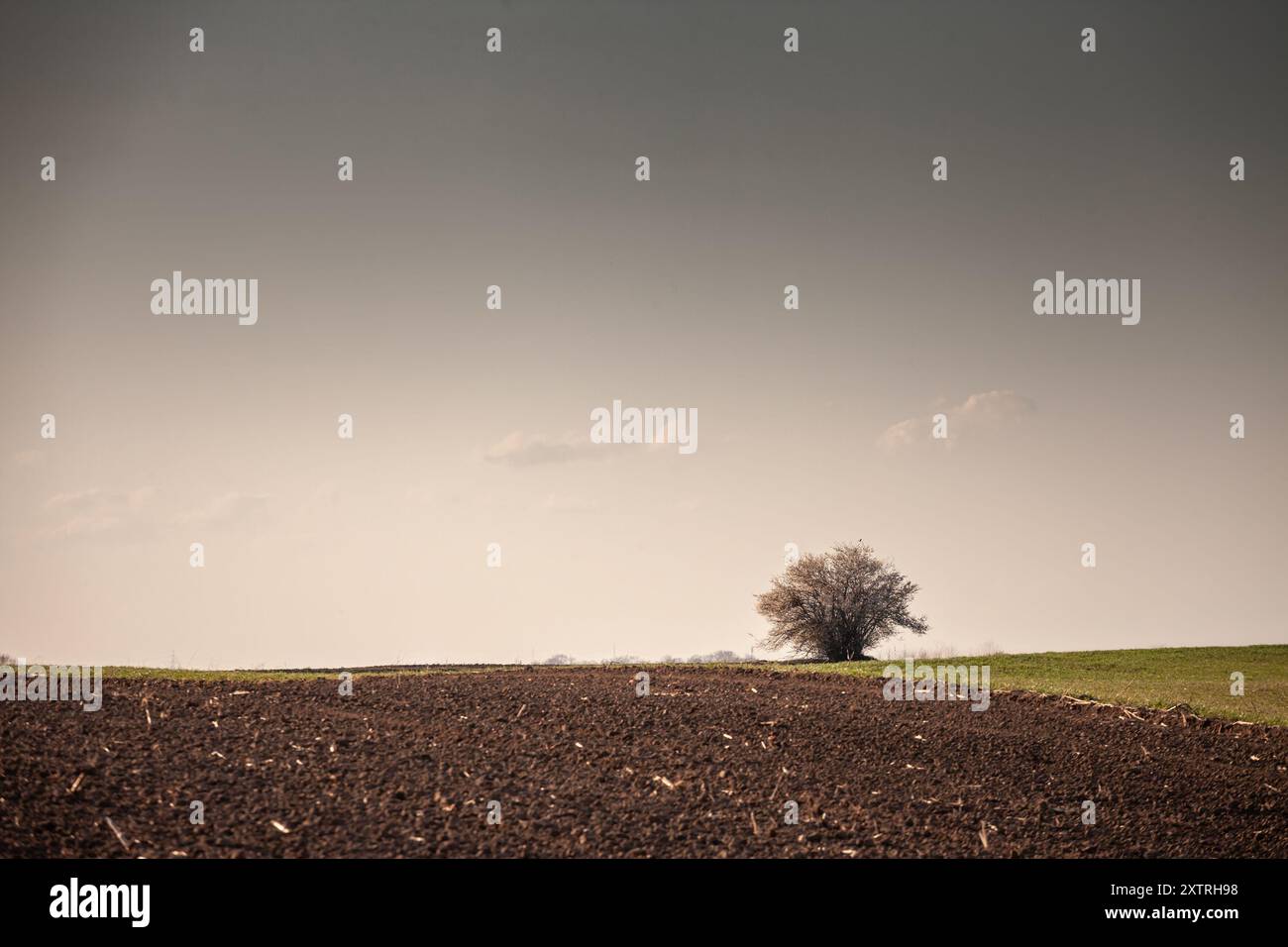 Cette photographie capture le paysage serein de la campagne serbe, avec un vaste champ avec un arbre solitaire debout en évidence dans le dos Banque D'Images