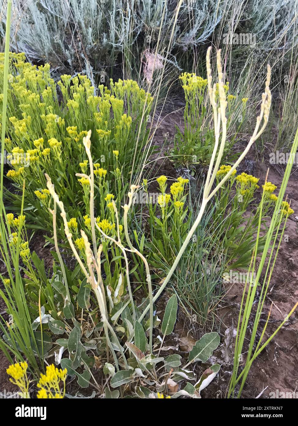 Sarrasin redroot (Eriogonum racemosum) Plantae Banque D'Images