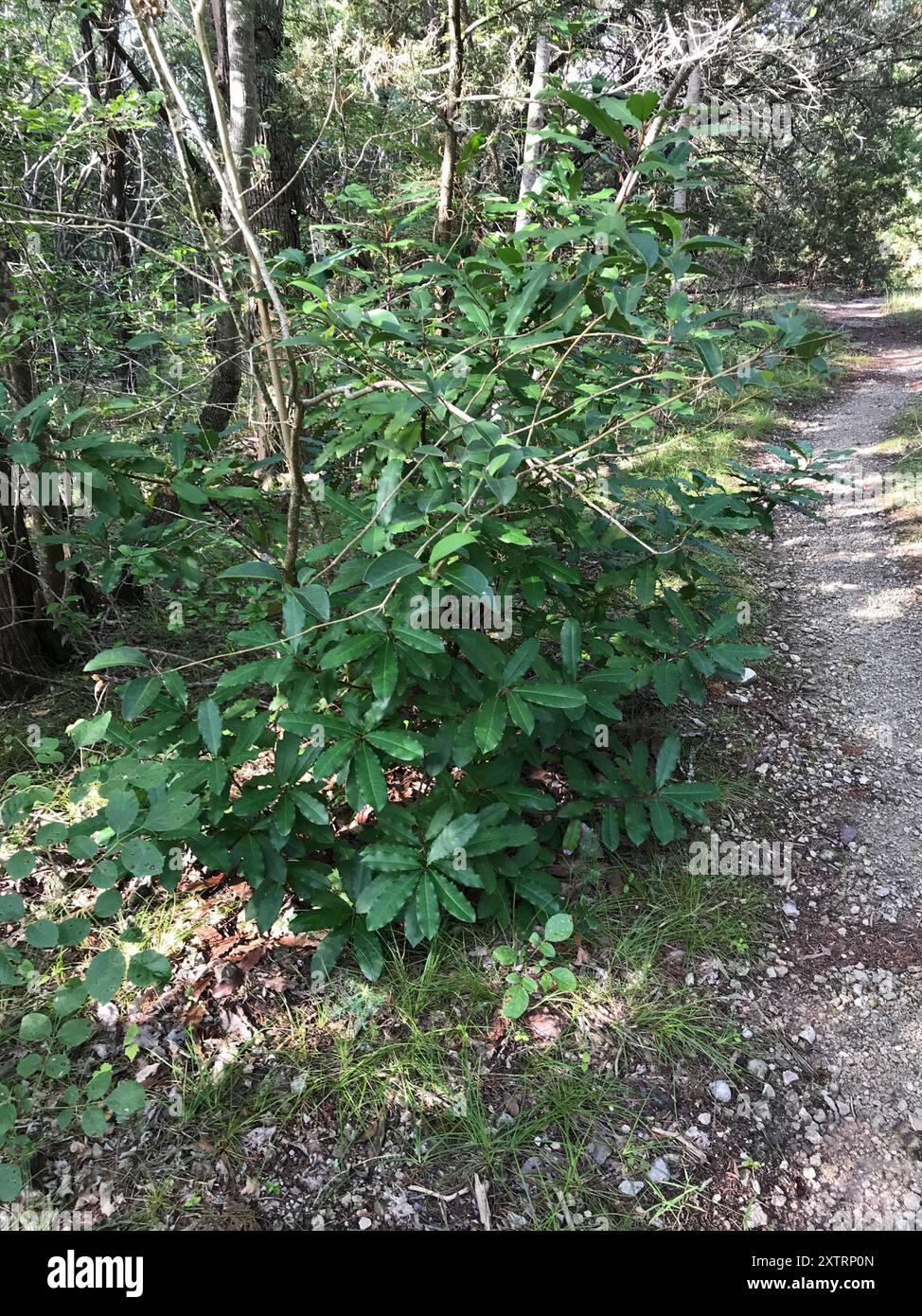 Photinia chinoise (Photinia serratifolia) Plantae Banque D'Images