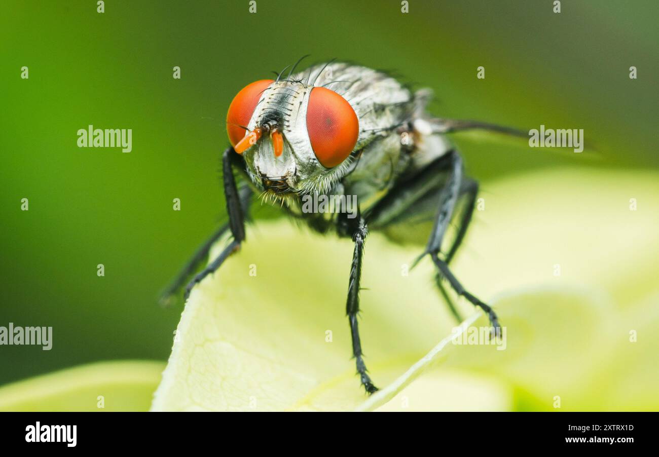 Gros plan sur une feuille verte et la nature flou d'arrière-plan, mouche de maison commune, insecte coloré, foyer sélectif. Banque D'Images