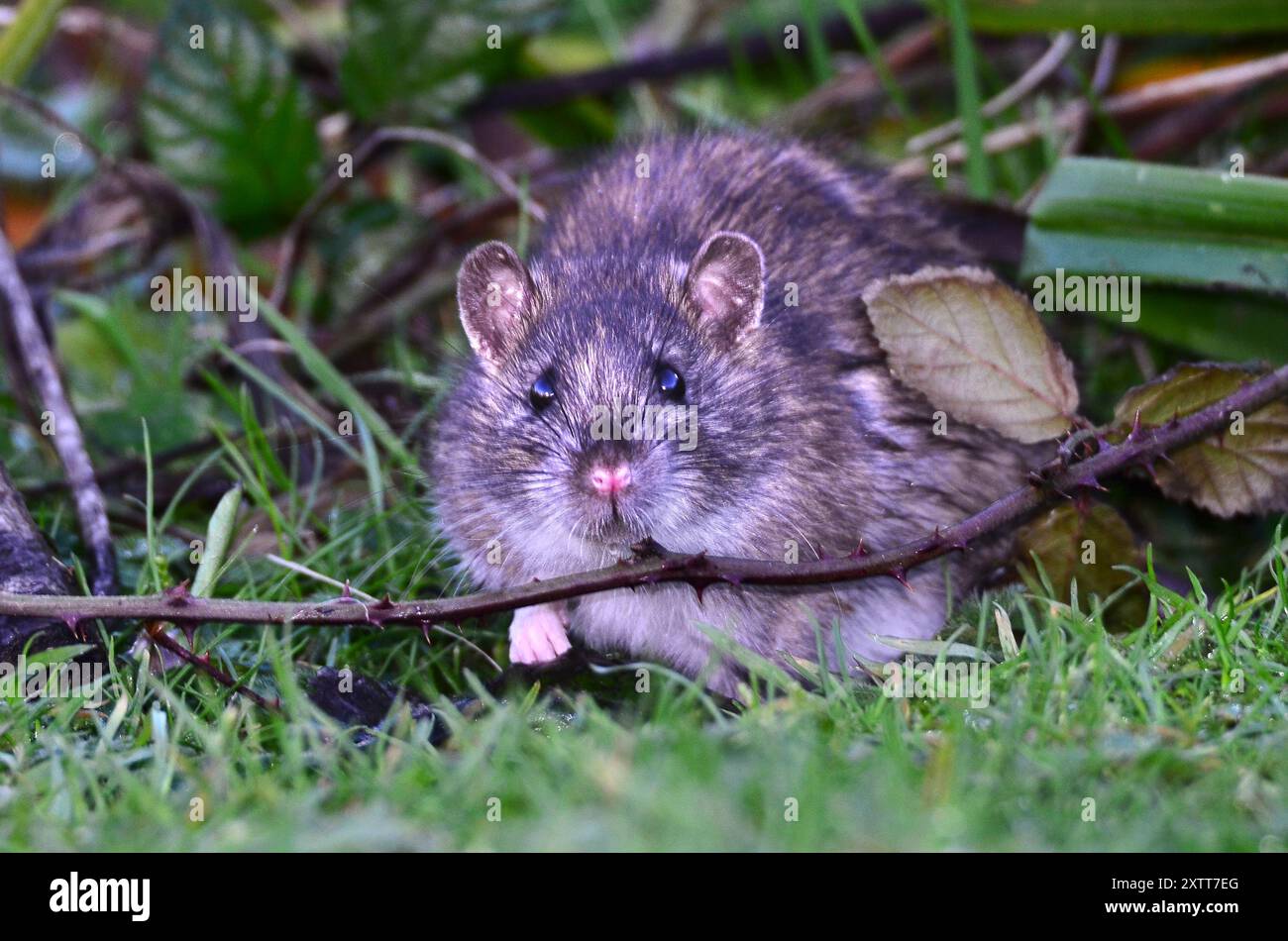 Hotus norvegicus de rat brun ou commun Banque D'Images