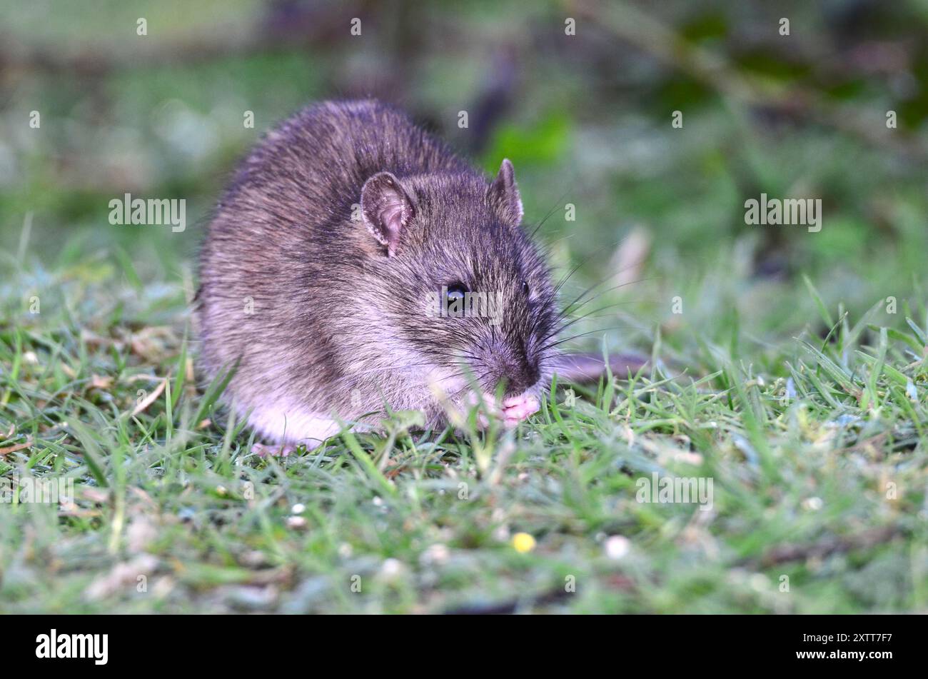 Hotus norvegicus de rat brun ou commun Banque D'Images
