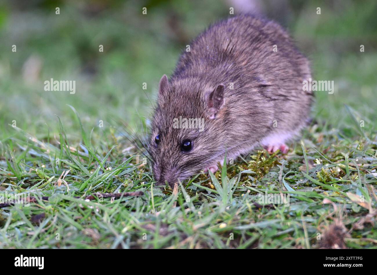 Hotus norvegicus de rat brun ou commun Banque D'Images