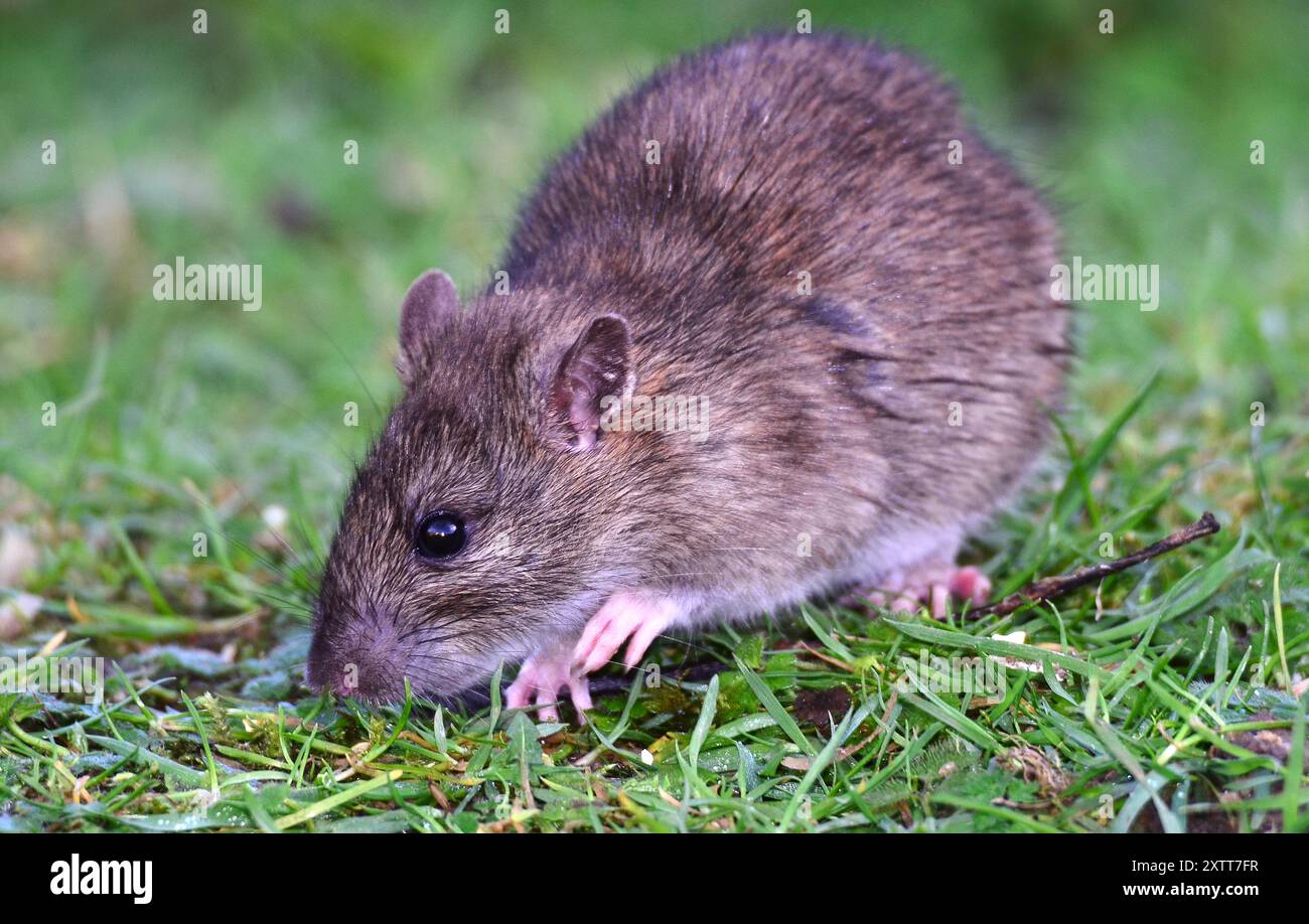 Hotus norvegicus de rat brun ou commun Banque D'Images