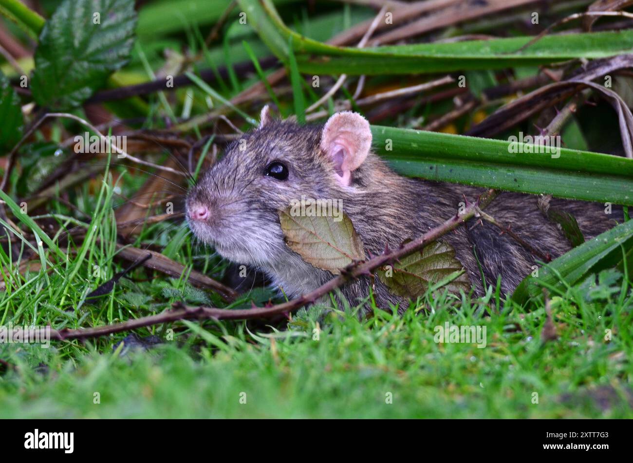 Hotus norvegicus de rat brun ou commun Banque D'Images