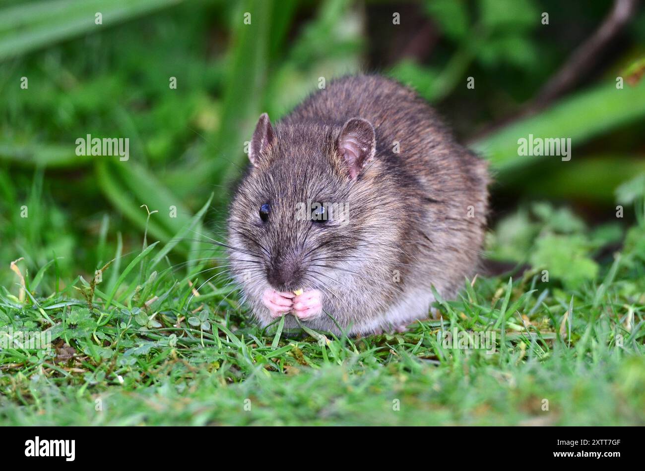 Hotus norvegicus de rat brun ou commun Banque D'Images