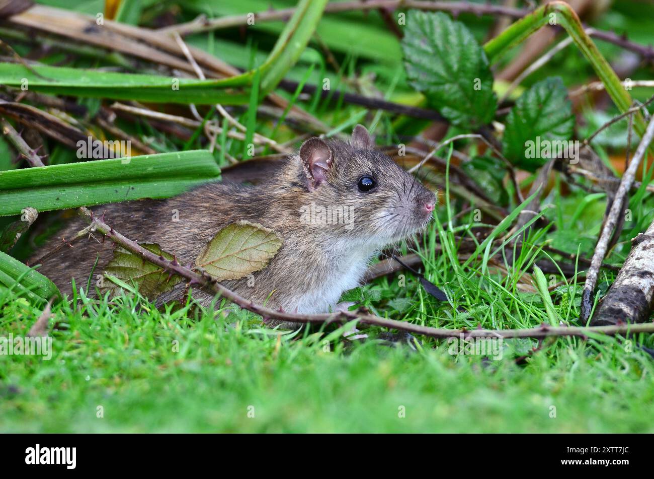 Hotus norvegicus de rat brun ou commun Banque D'Images
