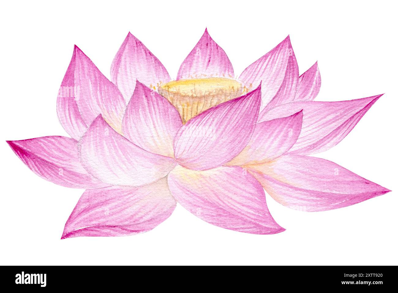 Fleurs de Lotus, feuilles, graines. Illustration à l'aquarelle dessinée à la main du nénuphar rose, des feuilles vertes et des graines. Dessin botanique. Set avec lotus pour la conception Banque D'Images