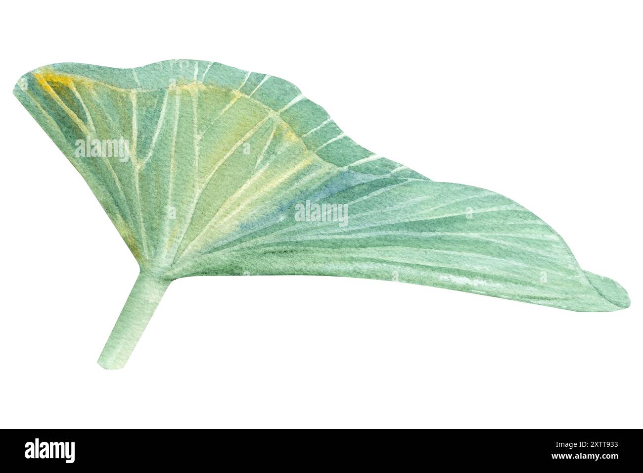 Feuilles de Lotus. Illustration à l'aquarelle dessinée à la main du nénuphar rose, des feuilles vertes et des graines. Dessin botanique. Set avec lotus pour la conception. Banque D'Images
